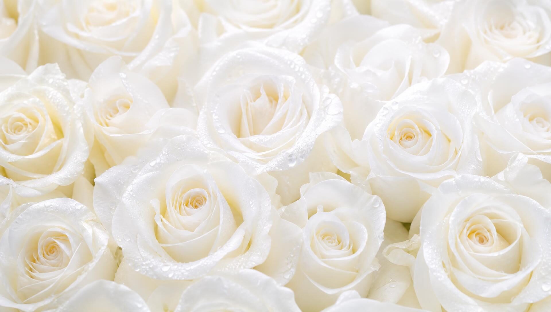 Elegant white roses background